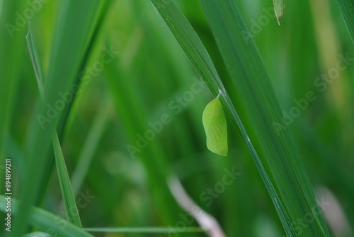 Traces of worms eating rice leaves. photo