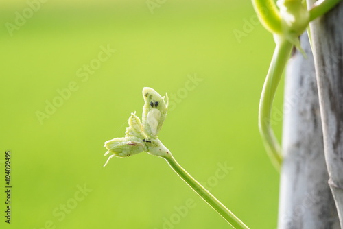 Aphids that are destroying yardlong beans. photo