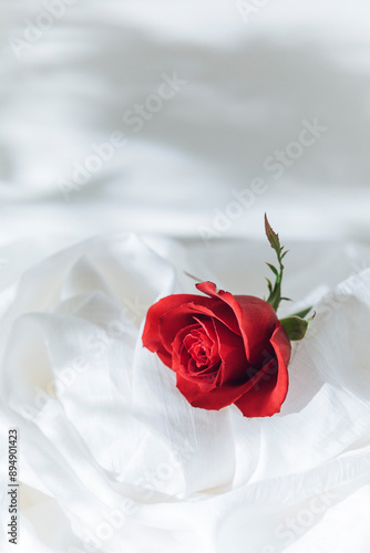 白背景　赤い一輪のバラ