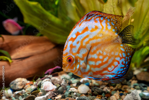 Photography Aquarium with tropical fish of the Symphysodon discus spieces