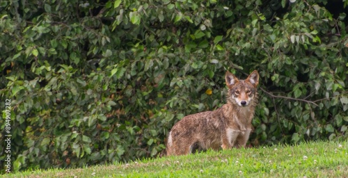 wild wolf in the grass