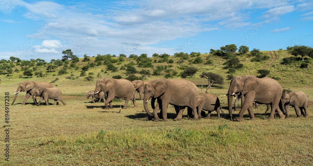 Elephant herd walking in Mashatu Game Reserve in the Tuli Block in Botswana. Elephant herd walking in Mashatu Game Reserve in the Tuli Block in Botswana.