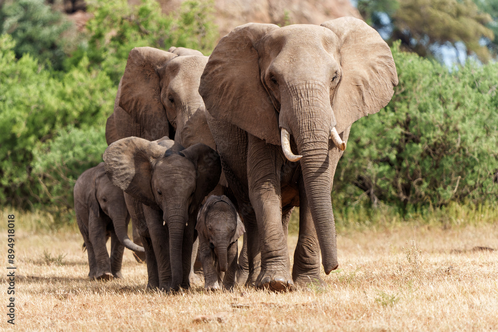 Elephant herd walking in Mashatu Game Reserve in the Tuli Block in Botswana. Elephant herd walking in Mashatu Game Reserve in the Tuli Block in Botswana.