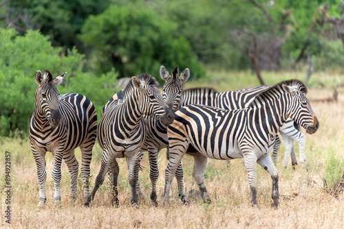 Photos Zebra