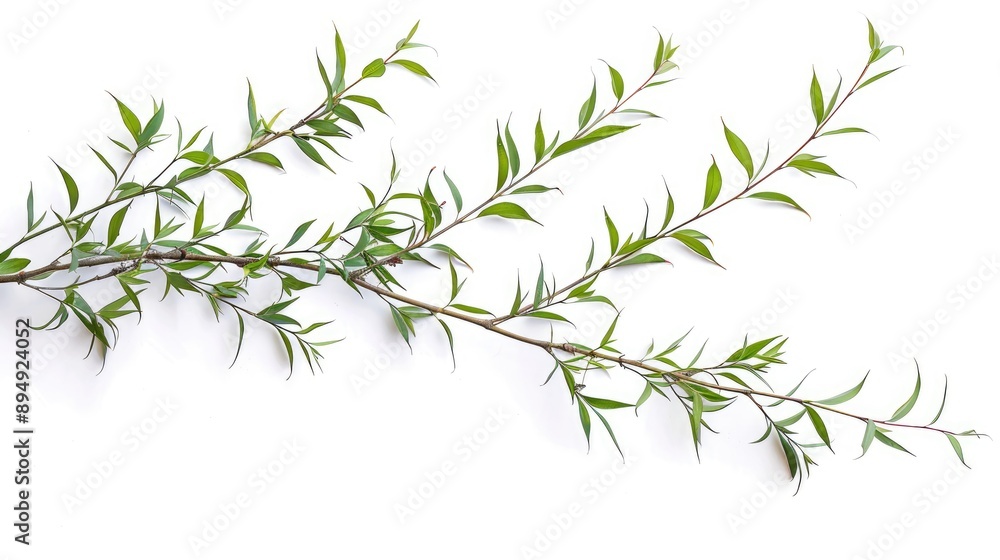 Obraz premium Willow branches on white background without shadows