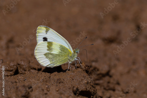 white butterfly picking up minerals from the ground, Krueper's Small White, Pieris krueperi photo