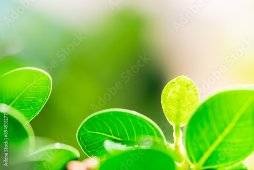 Closeup nature view of green leaf on sunlight using as background and fresh ecology wallpaper concept