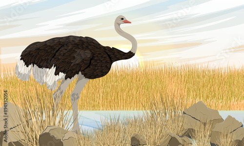 African common ostrich stands on the bank of a stream in a dry African savanna. Wildlife of Africa. Realistic vector landscape.
