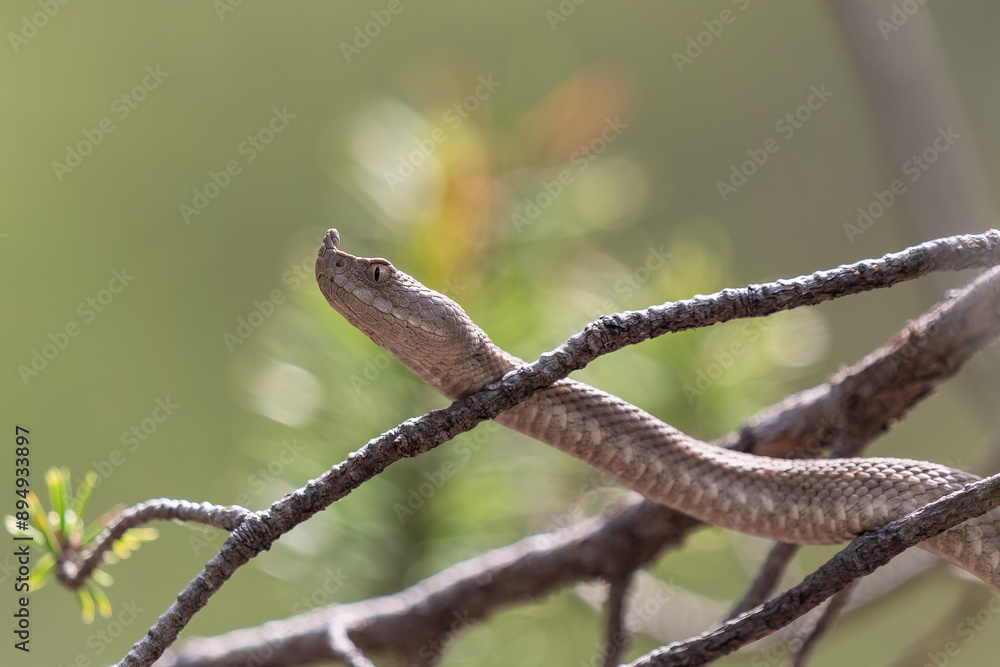 Naklejka premium Profil einer Hornviper kletternd in einem Ast