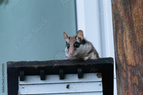 Gartenschläfer sitzt auf einem Vogelhäuschen