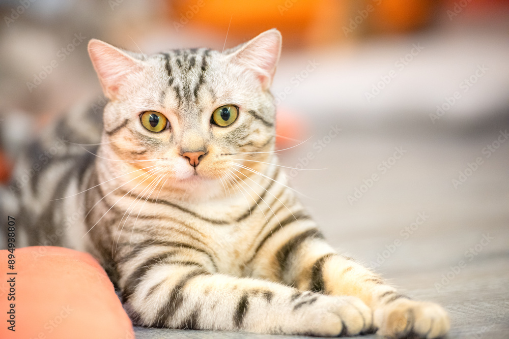 Portrait of a cute, cat sitting on the table Portrait of a cute, cat sitting on the table