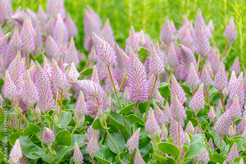 Selective focus of purple pink flowers with green leaves in the garden, Ptilotus exaltatus or commonly known as pink mulla mulla, Flowering plant in family of Amaranthaceae, Natural floral background. photo