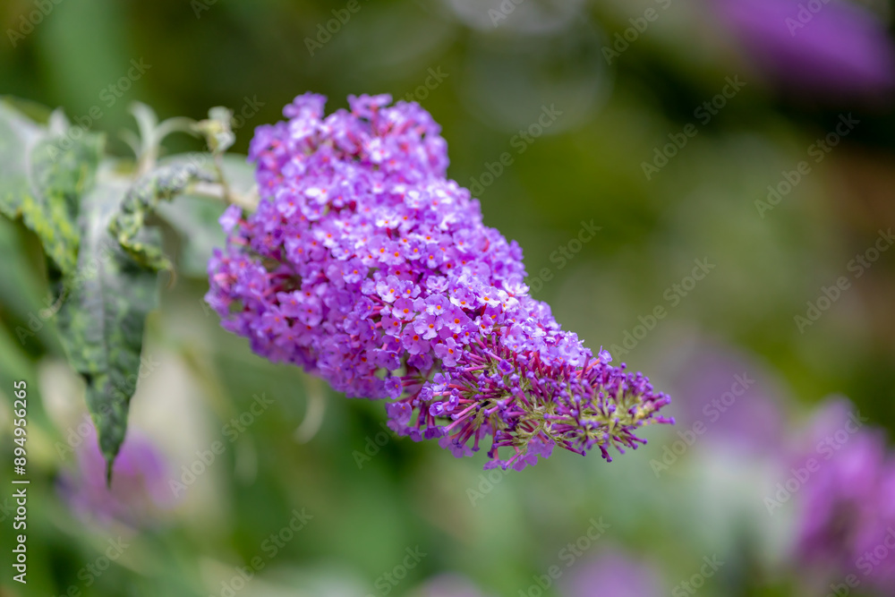 Selective focus of violet blue flower Summer lilac (Vlinderstruik) Buddleja davidii, Butterfly-bush or Orange eye is a species of flowering plant in the family Scrophulariaceae, Natural background. Selective focus of violet blue flower Summer lilac (Vlinderstruik) Buddleja davidii, Butterfly-bush or Orange eye is a species of flowering plant in the family Scrophulariaceae, Natural background.