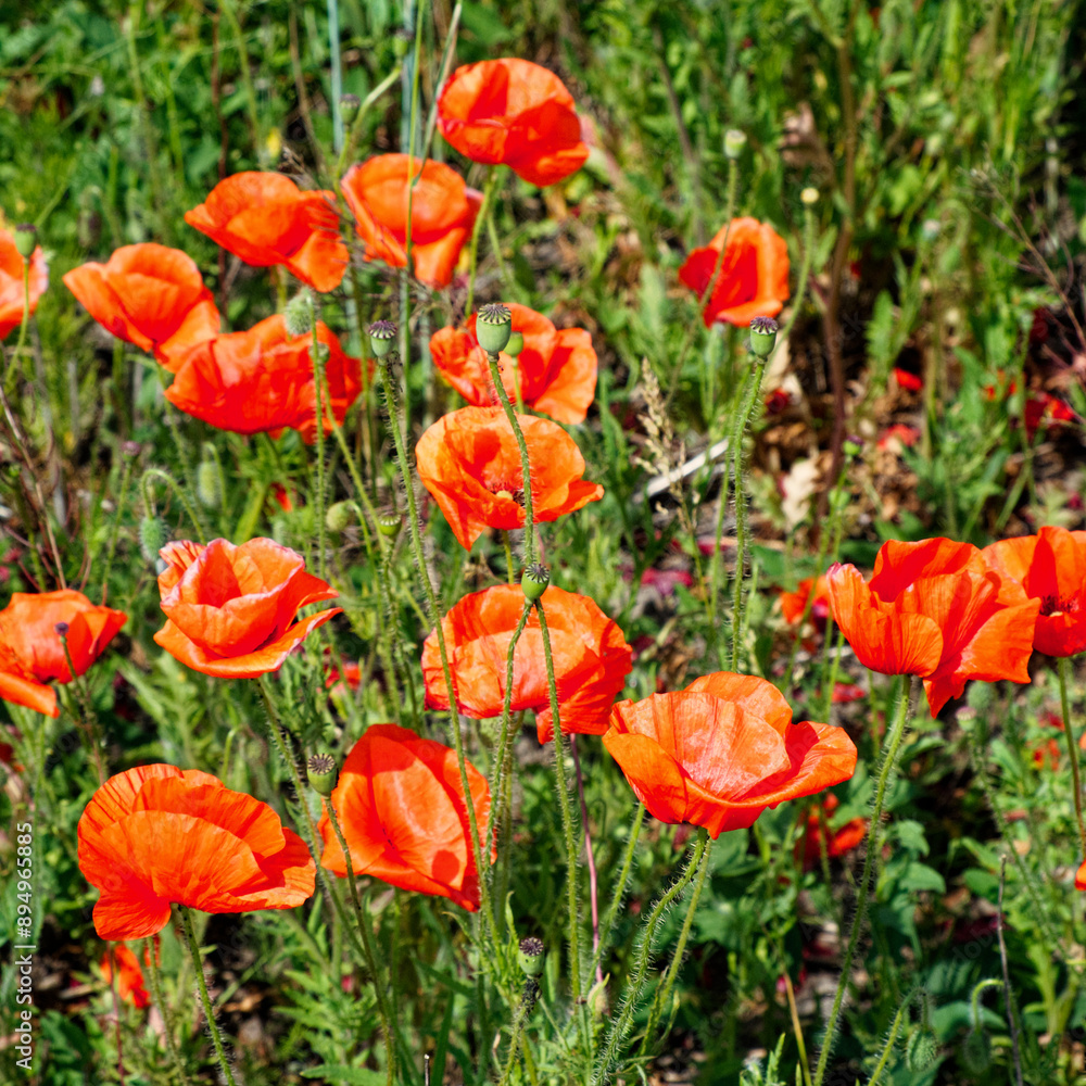 Red poppies stand tall among green stems. Red poppies stand tall among green stems.