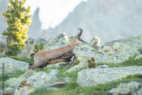 Alpine chamois or wild alpine goat (Rupicapra rupicapra) running in a stony meadow as the sun is rising. Alps, Italy, Horizontal.