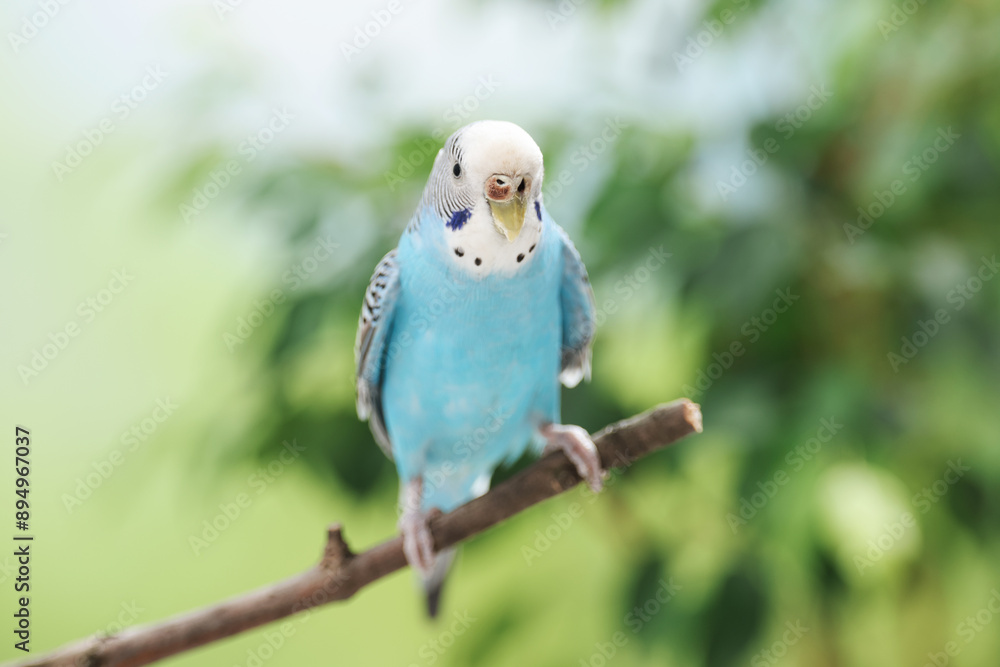 Fototapeta premium Pet parrot. Cute budgerigar sitting on stick against blurred background