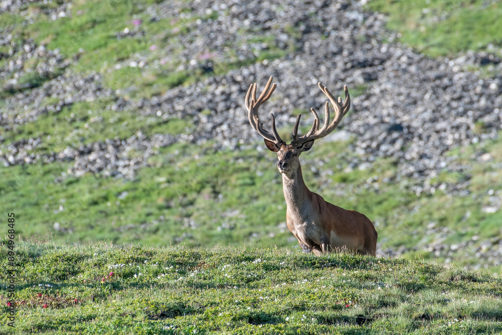 Wild huge red deer stag (Cervus elaphus) with velvet antler standing in an alpine meadow on a spring day in the italian Alps, Horizontal, June.