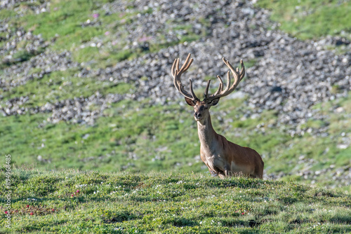 Obraz na płótnie Wild huge red deer stag (Cervus elaphus) with velvet antler standing in an alpine meadow on a spring day in the italian Alps, Horizontal, June. w salonie
