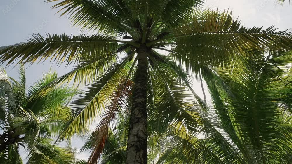 coconut palm tree tropical beach summer. low angle tree. coconut palm tree tropical beach summer. low angle tree.