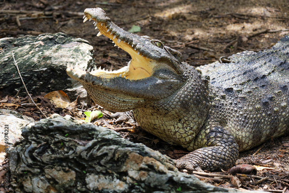 Close up crocodile is rest and show head in garden Close up crocodile is rest and show head in garden