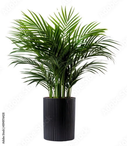 PNG  Elegant indoor palm plant decor