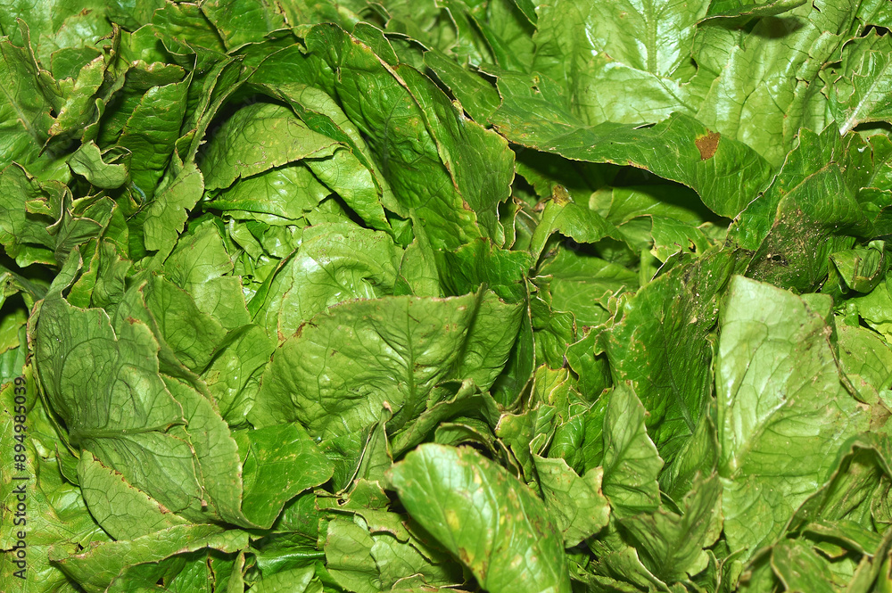 Fototapeta premium Close-up of fresh lettuce leaves