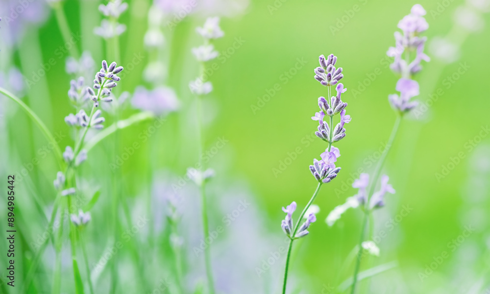 Lavender plant thin focus part and blurred green background. Lavender plant thin focus part and blurred green background.