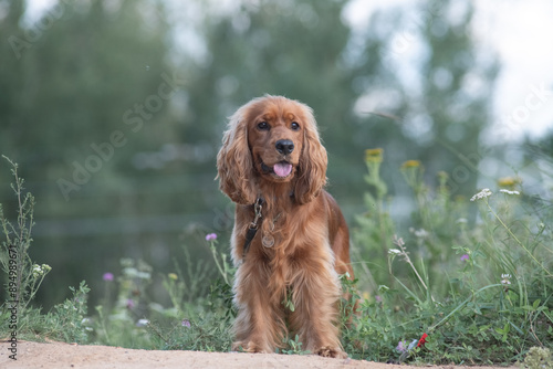 Photography A beautiful purebred English Cocker Spaniel plays outdoors.