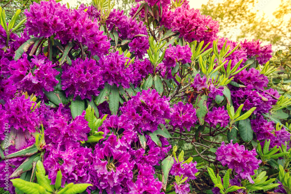 Bush of Rhododendron flowers in the garden Bush of Rhododendron flowers in the garden