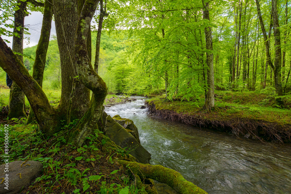 river winding through the beech forest in summer. water stream in carpathian mountainsvv river winding through the beech forest in summer. water stream in carpathian mountainsvv