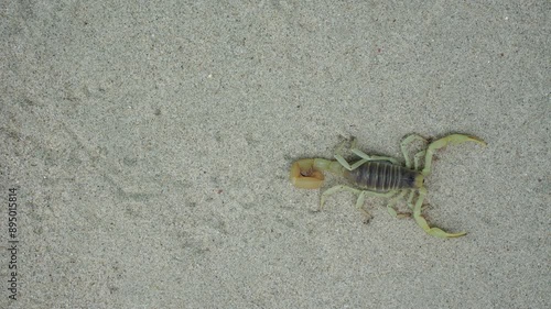 ein gelber skorpion läuft über sand in der wüste, aufsicht, hadrurus arizonensis photo