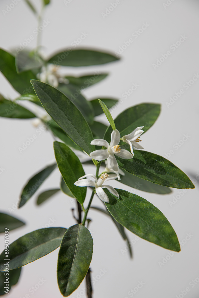 Branches of a blooming citrus tree in a pot in the room Branches of a blooming citrus tree in a pot in the room
