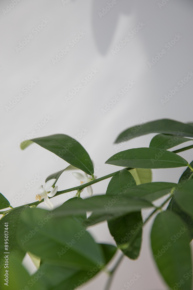 Branches of a blooming citrus tree in a pot in the room Branches of a blooming citrus tree in a pot in the room
