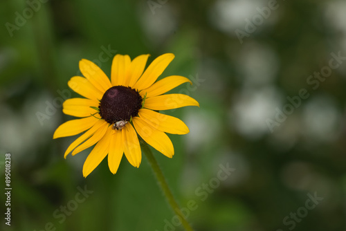 Black-eyed susan flower with a bug on it