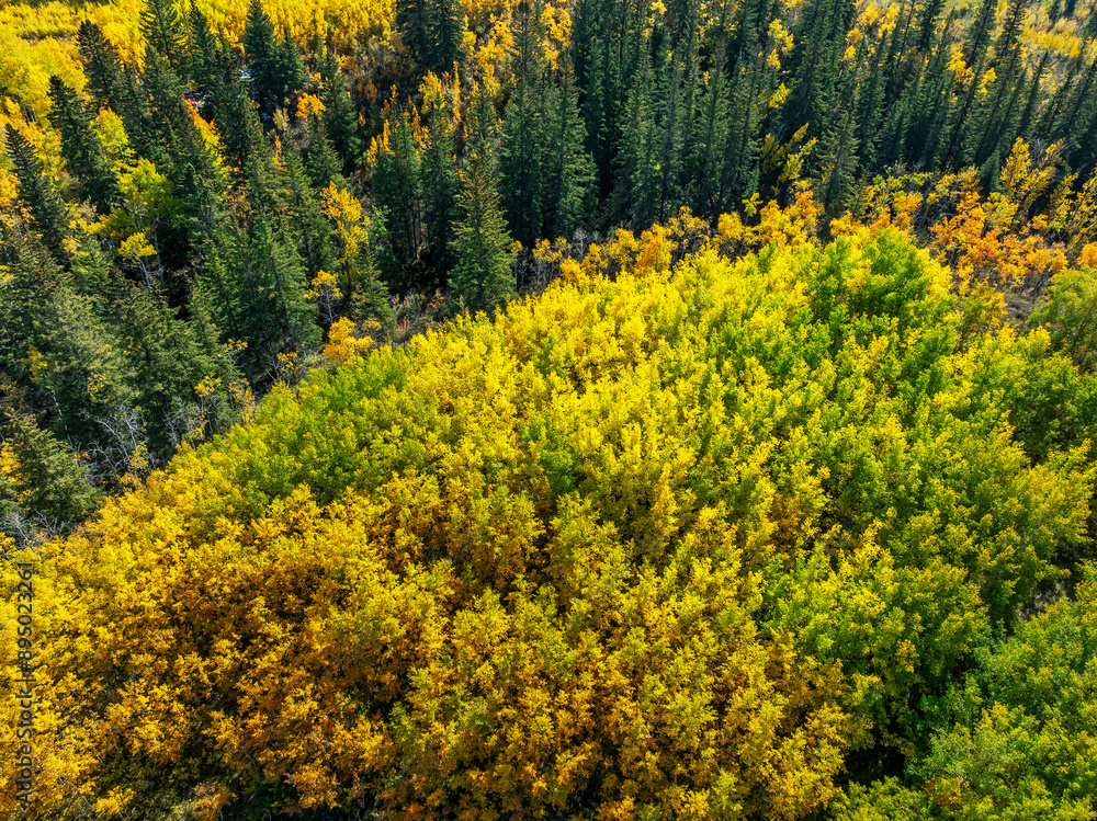 Aerial above view of a grouping of golden colored trees in the fall; West of Calgary, Alberta, Canada Aerial above view of a grouping of golden colored trees in the fall; West of Calgary, Alberta, Canada