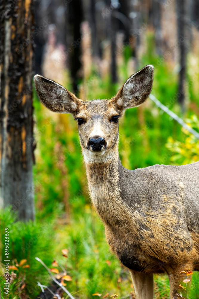 Close-up portrait of a young deer (Cervidae) in a forest looking at the camera; Waterton, Alberta, Canada Close-up portrait of a young deer (Cervidae) in a forest looking at the camera; Waterton, Alberta, Canada