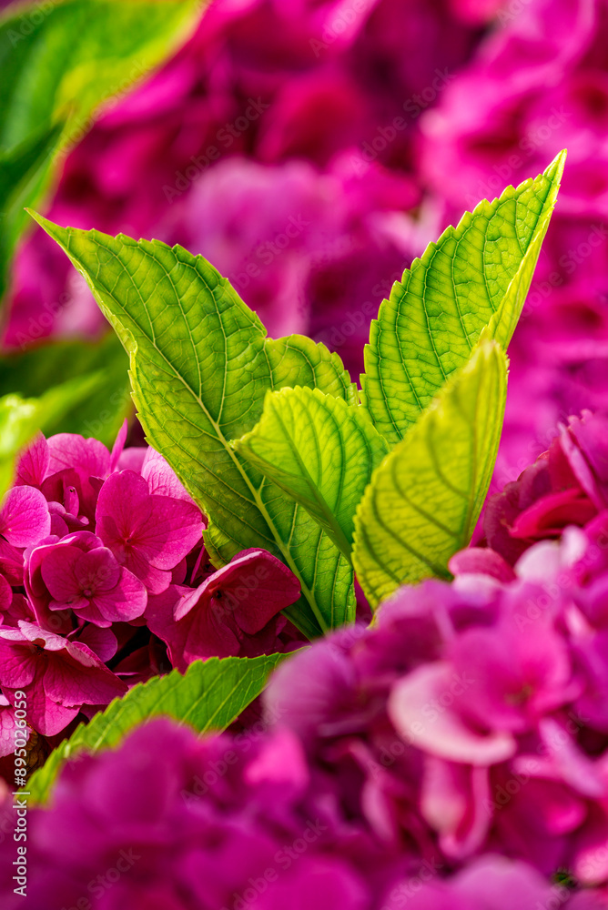 Close up of glowing green leaves surrounded by pink flowers; Port Colborne, Ontario, Canada Close up of glowing green leaves surrounded by pink flowers; Port Colborne, Ontario, Canada
