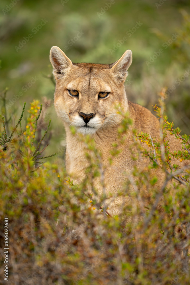 Close-up of puma (Puma concolor) sitting and staring at camera in Torres del Paine National Park; Chile Close-up of puma (Puma concolor) sitting and staring at camera in Torres del Paine National Park; Chile