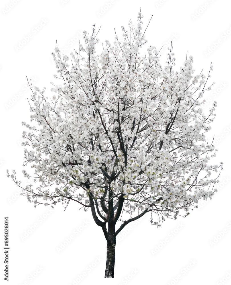 PNG Blooming white cherry tree PNG Blooming white cherry tree