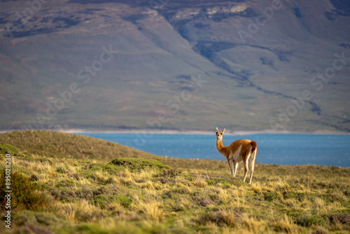 Guanaco (Lama guanicoe) standing on bushy scrubland near lake in Torres del Paine National Park; Chile