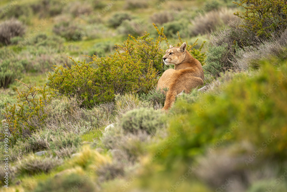 Puma (Puma concolor) lies among bushes looking over shoulder in Torres del Paine National Park; Chile Puma (Puma concolor) lies among bushes looking over shoulder in Torres del Paine National Park; Chile