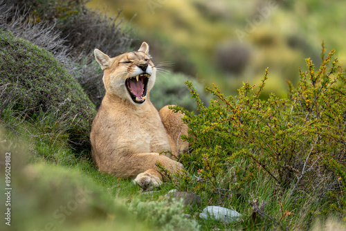 Puma (Puma concolor) lies yawning in bushes crossing forepaws in Torres del Paine National Park; Chile