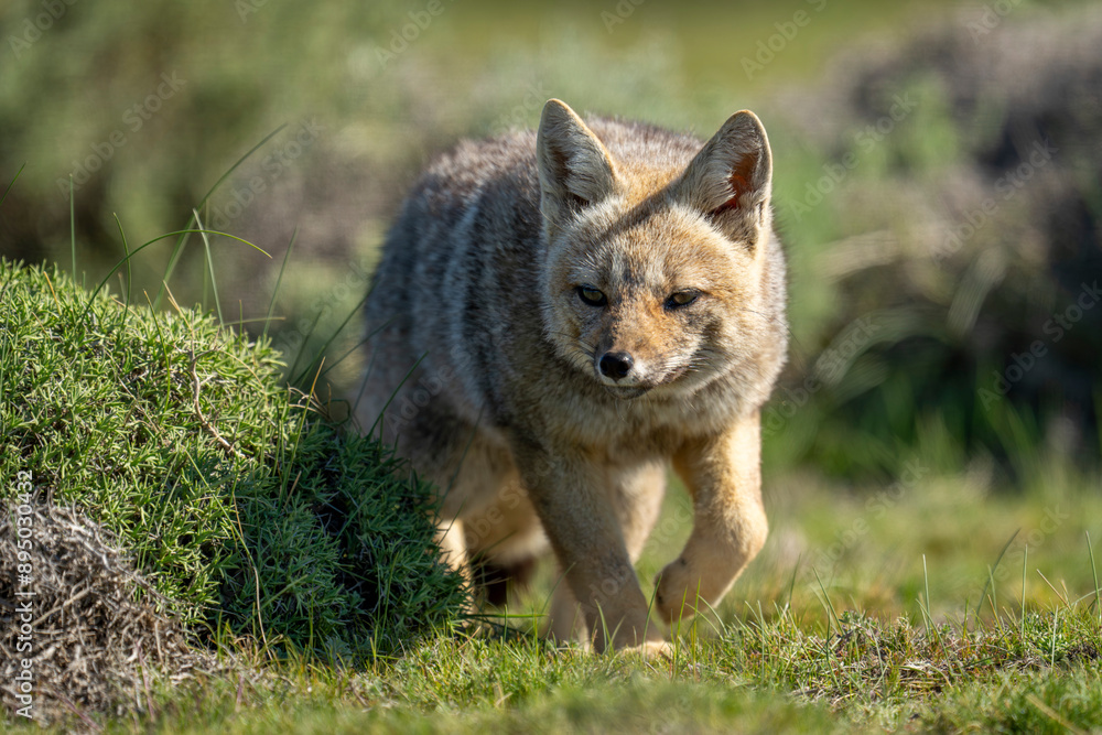 Close-up of South American gray fox (Lycalopex griseus) walking towards camera in Torres del Paine National Park; Chile Close-up of South American gray fox (Lycalopex griseus) walking towards camera in Torres del Paine National Park; Chile