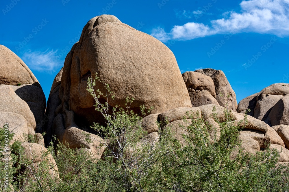 Joshua Trees, cacti, and other succulents and plants as seen on a bright summer day at in sunny Southern California