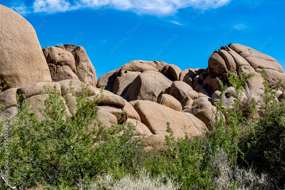 Joshua Trees, cacti, and other succulents and plants as seen on a bright summer day at in sunny Southern California Joshua Trees, cacti, and other succulents and plants as seen on a bright summer day at in sunny Southern California
