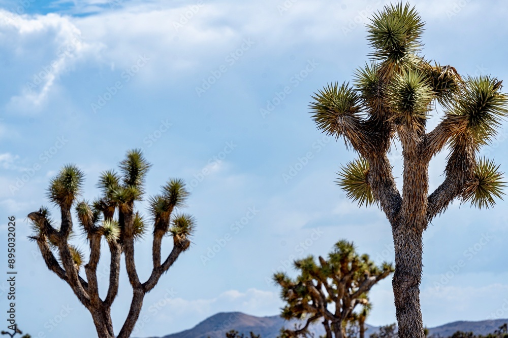 Joshua Trees, cacti, and other succulents and plants as seen on a bright summer day at in sunny Southern California