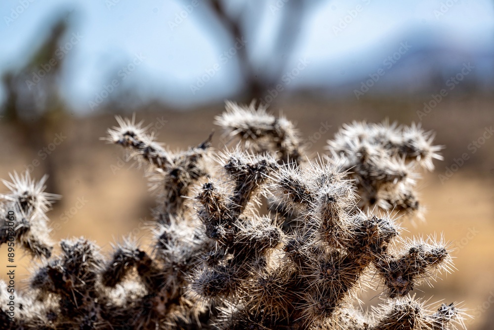 Joshua Trees, cacti, and other succulents and plants as seen on a bright summer day at in sunny Southern California