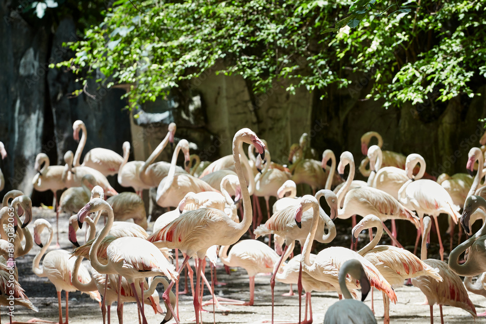 Naklejka premium Flock of Flamingos on field