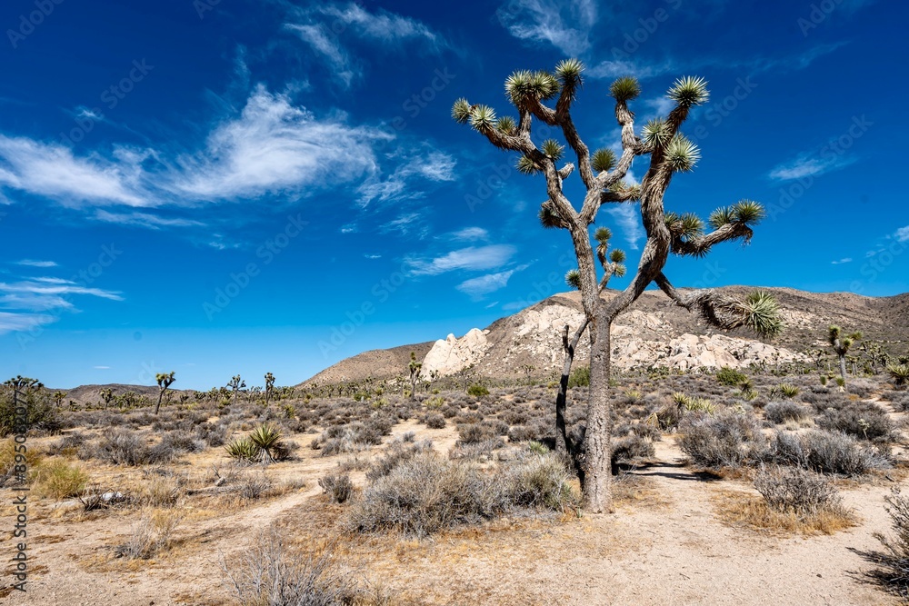 Joshua Trees, cacti, and other succulents and plants as seen on a bright summer day at in sunny Southern California