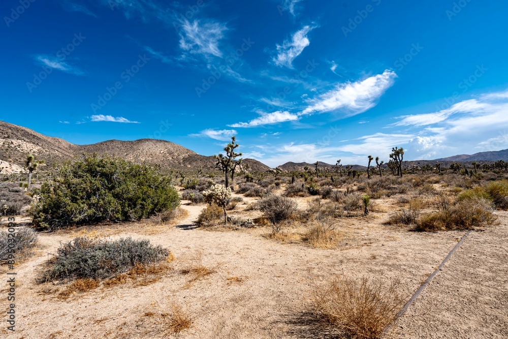 Joshua Trees, cacti, and other succulents and plants as seen on a bright summer day at in sunny Southern California
